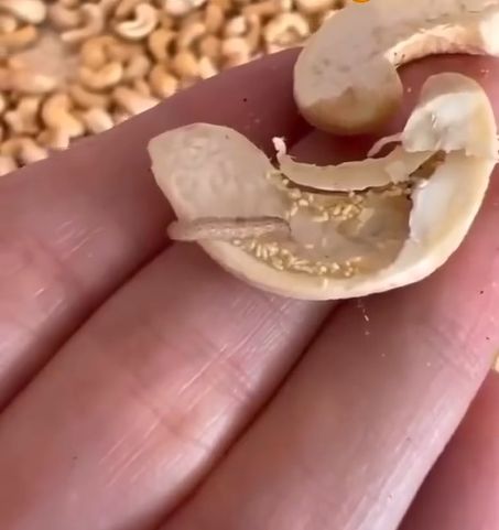 Food moths in cashews