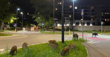 Warszawa walczy z problemem dzików. Radni zagłosują nad uchwałą