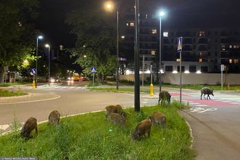 Warszawa walczy z problemem dzików. Radni zagłosują nad uchwałą