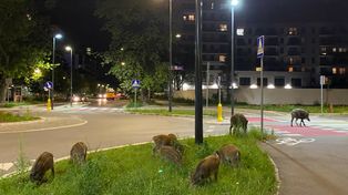 Warszawa walczy z problemem dzików. Radni zagłosują nad uchwałą