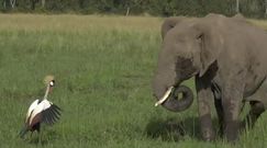 Koronnik szary pogonił słonie