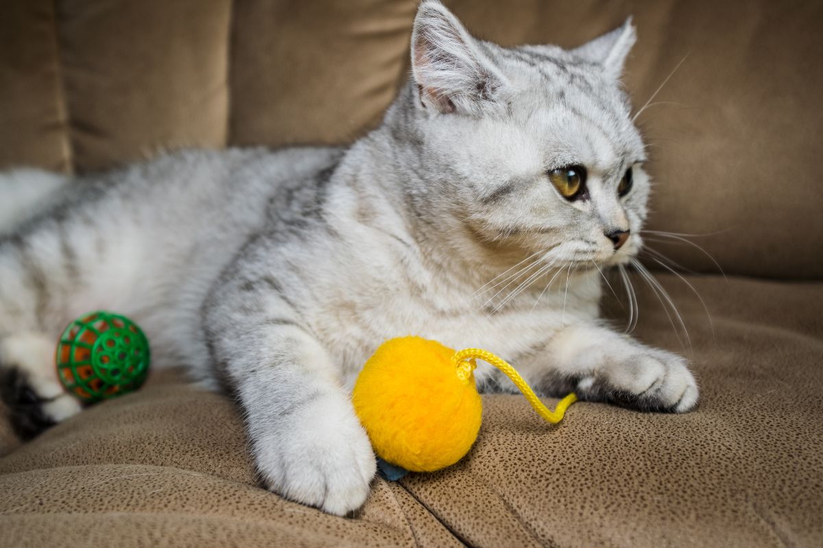 Unveiling feline mysteries: The secret world of cats' fetching instincts
