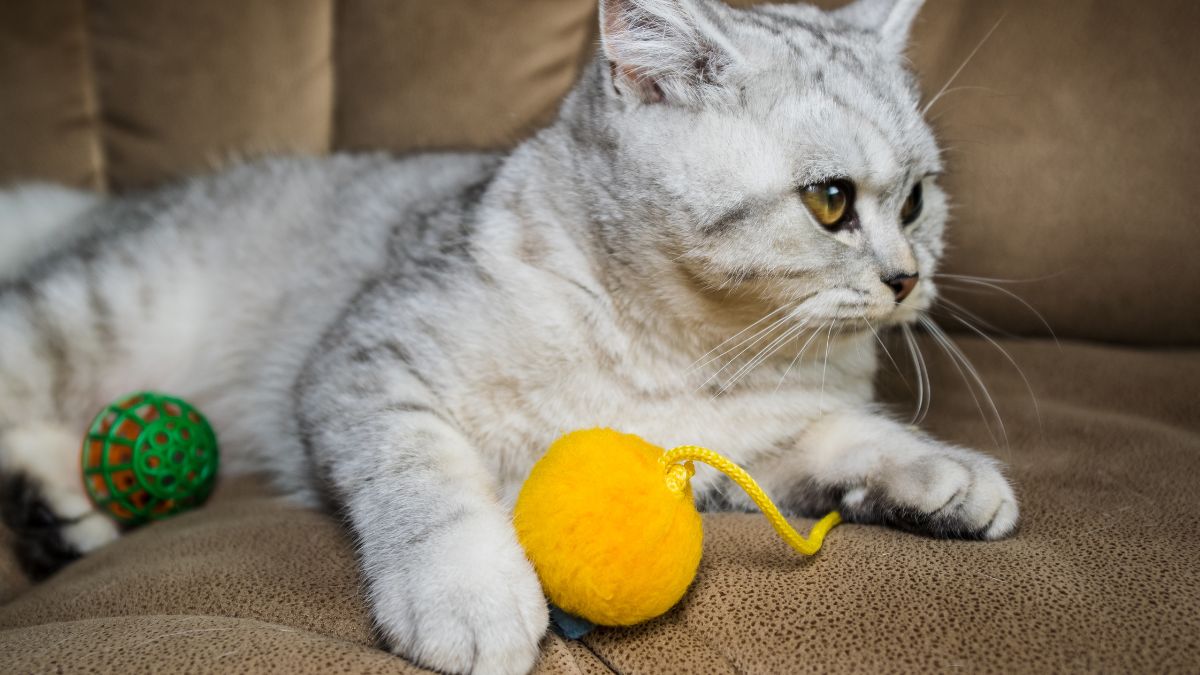 Koty potrafią aportować.