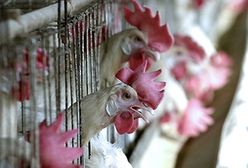 Ptasia grypa hamuje import drobiu z Wielkiej Brytanii