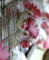 Ptasia grypa hamuje import drobiu z Wielkiej Brytanii