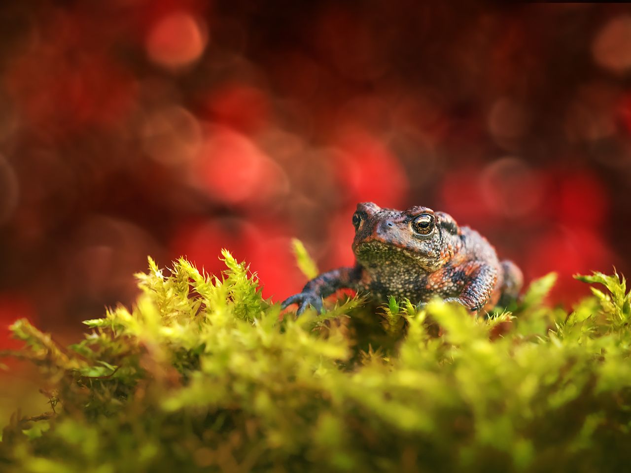 Zdjęcie #4: ropucha zwyczajna na mchu | f 3.5, 1/160 s, ISO 100 | Olympus OM-D E-M1 + Olympus M. Zuiko ED 60 mm f/2.8 Macro