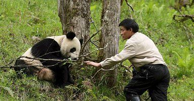 Pierwsza panda wychowana w niewoli już na wolności