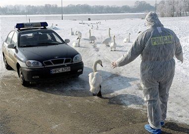 Rząd ukrywał informację, że wirus H5N1 dotarł do Polski