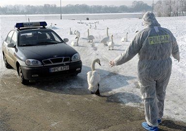 Rząd ukrywał informację, że wirus H5N1 dotarł do Polski