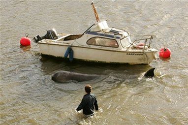 Wieloryb w centrum Londynu