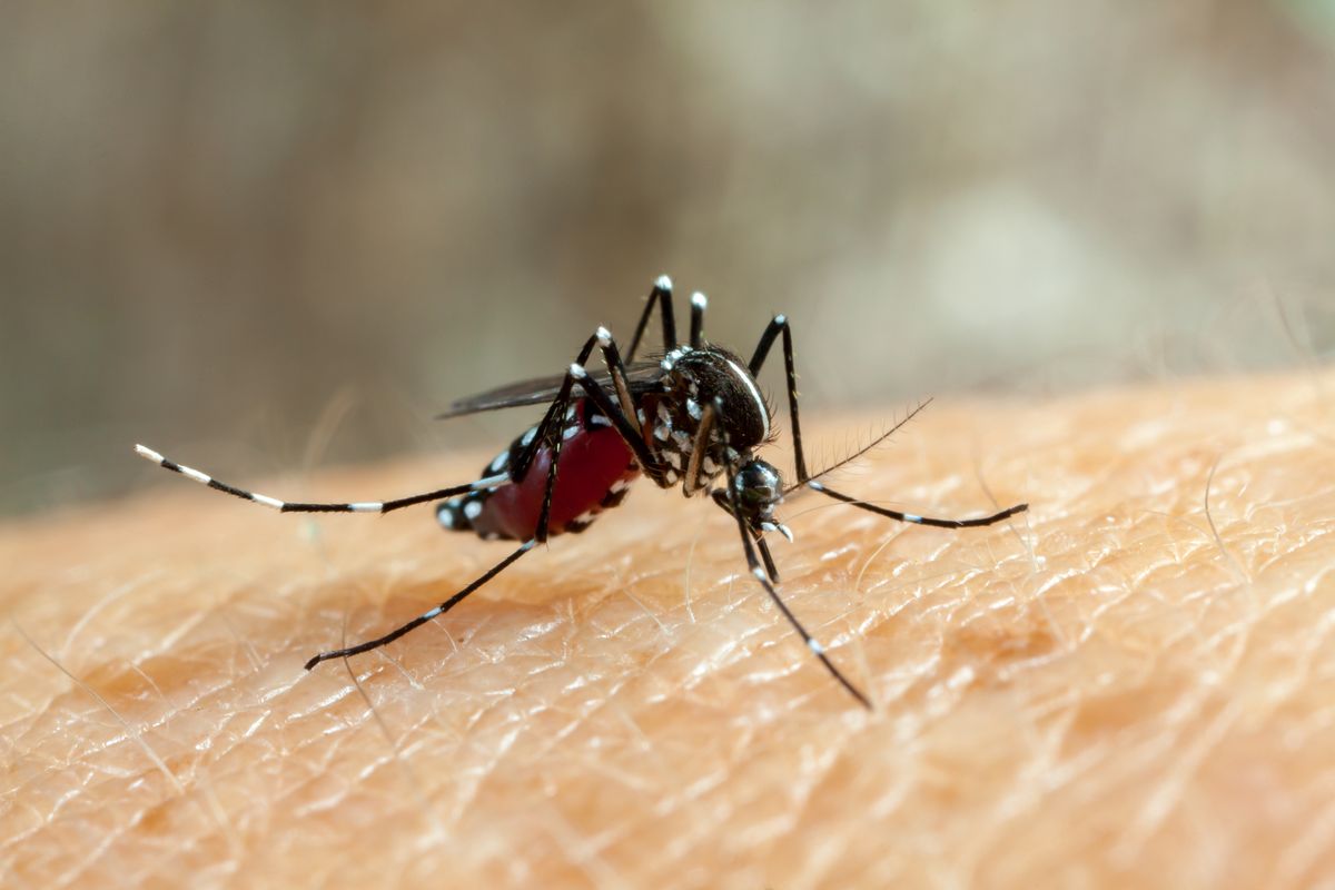 Komary tygrysie przenoszą dengę