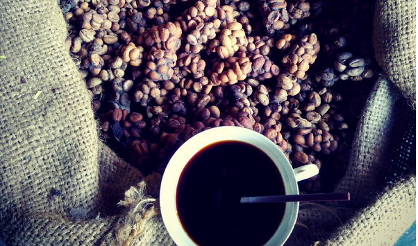 Kopi luwak, czyli kawa z odchodów generująca duże przychody WP Kuchnia