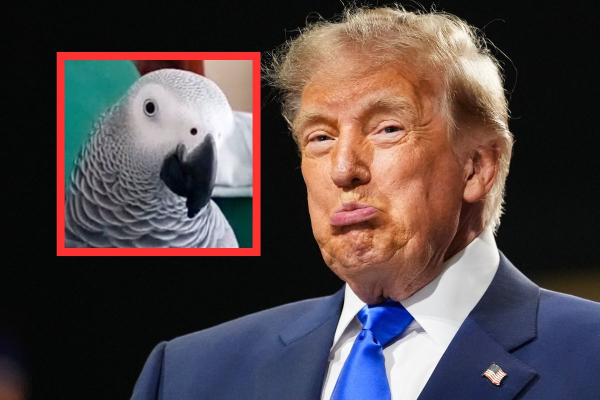 Papuga wyzywa Trumpa. Reaguje, gdy widzi prezydenta USA w telewizji