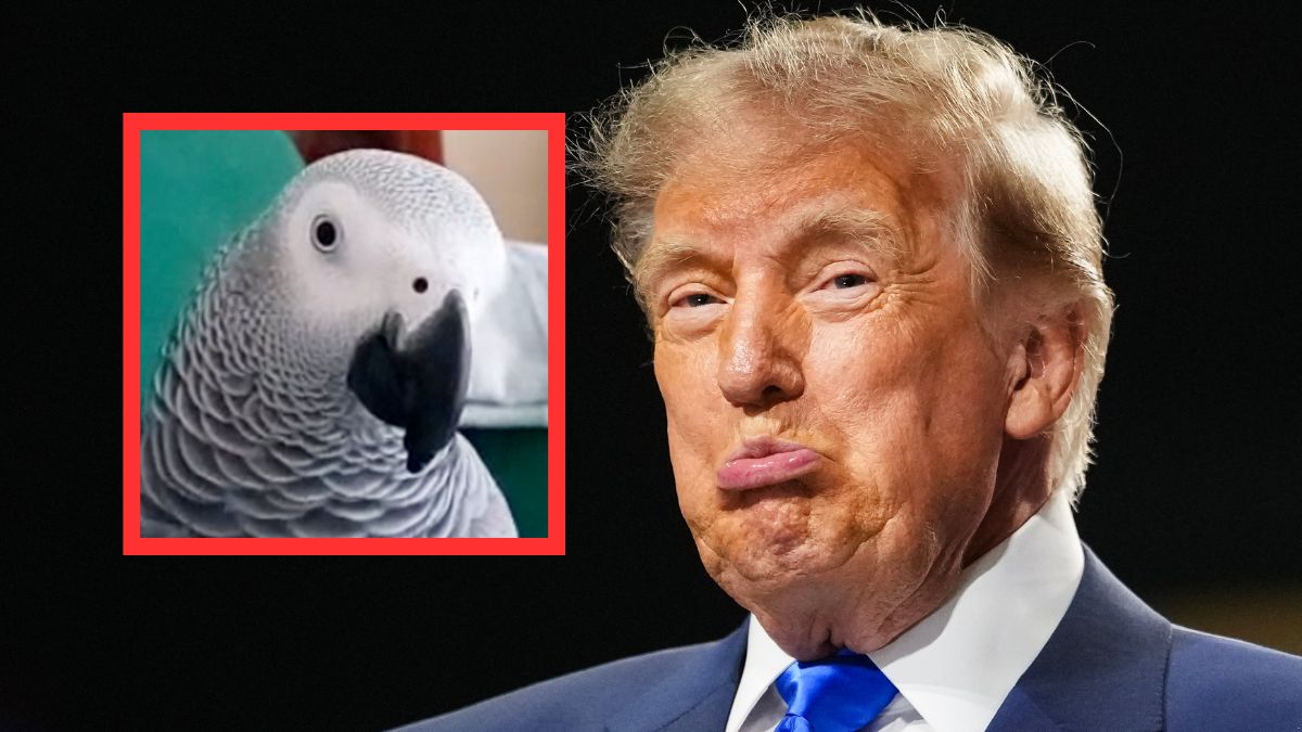 Papuga wyzywa Donalda Trumpa.