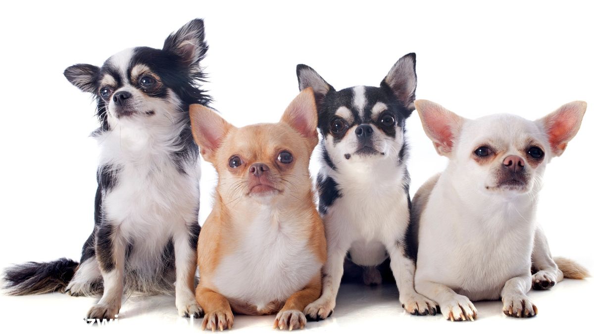 malutkie rasy psów, słodkie chihuahua