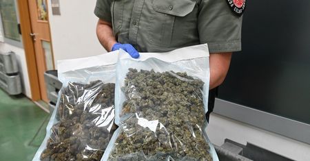 Blisko 1,5 kg marihuany w przesyłkach z USA. Narkotyki zostały zabezpieczone