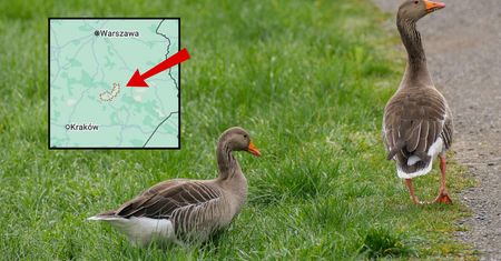 Ptasia grypa w powiecie opatowskim. Wyznaczono strefę zakażenia
