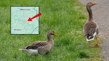 Ptasia grypa w powiecie opatowskim. Wyznaczono strefę zakażenia