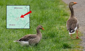 Ptasia grypa w powiecie opatowskim. Wyznaczono strefę zakażenia