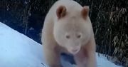 Niezwykła panda w Chinach. To pierwsza taka obserwacja w historii