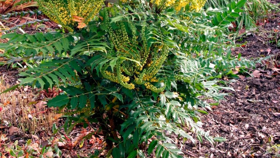 Mahonia