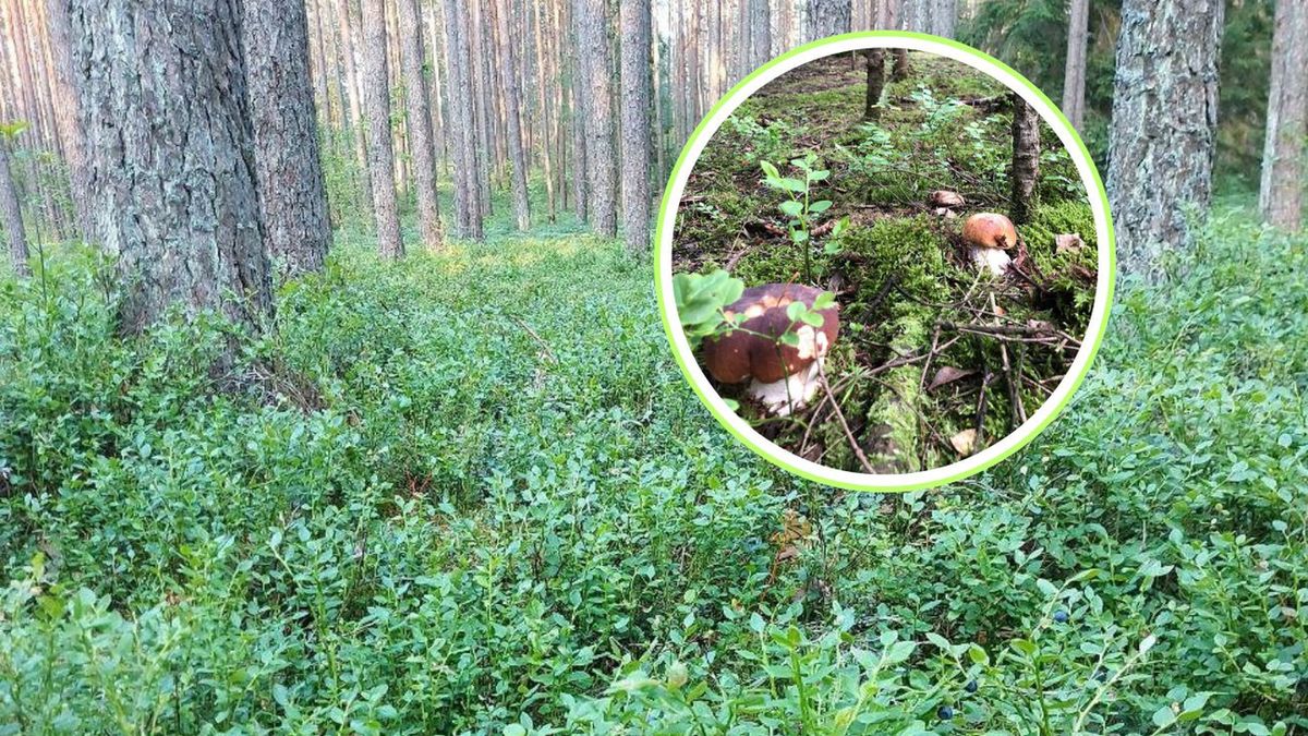 Znalezisko w lesie. Borowiki kryły się w mchu