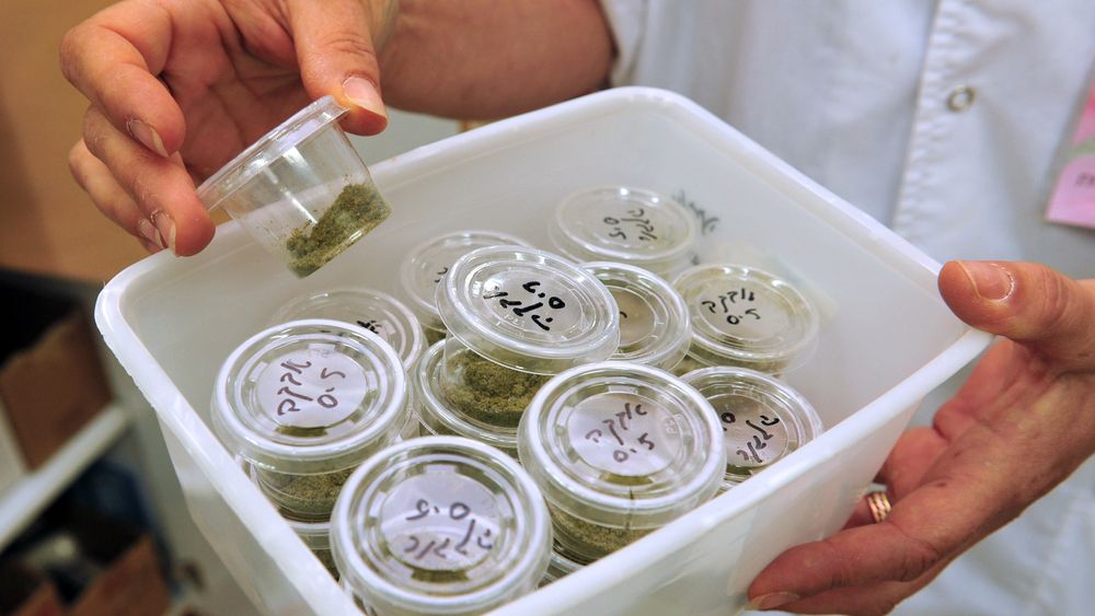 Czy medyczna marihuana może okazać się jedyną bronią w walce z padaczką lekooporną? 