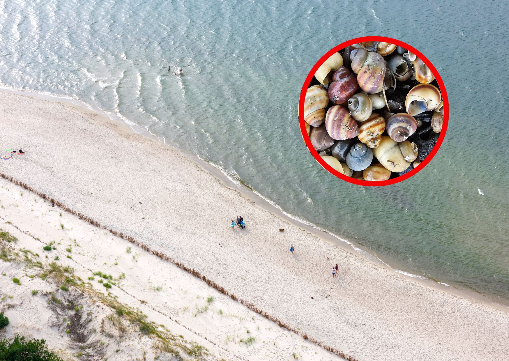 Podczas spaceru plażami można natknąć się na różne cudowności