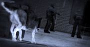 Galeria: Dead to Rights: Retribution