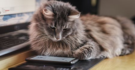 She Wants Me Dead, Homestyler, Gaaiho PDF Reader i Gpredict – najciekawsze programy tygodnia