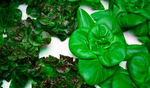 "Миті" салати з герметичного пакування є небезпечними (дослідження)