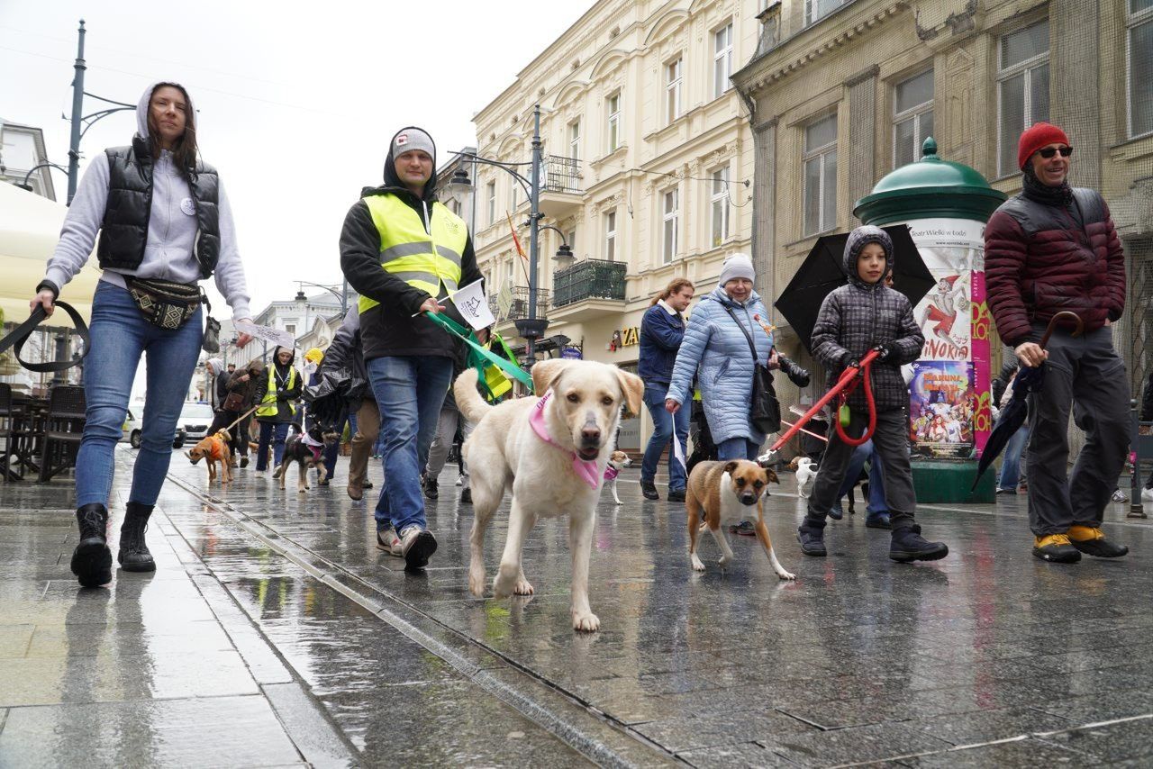 W samo południe ulicą Piotrkowską przeszła czworonożna parada. Zobaczcie, jakie słodziaki!