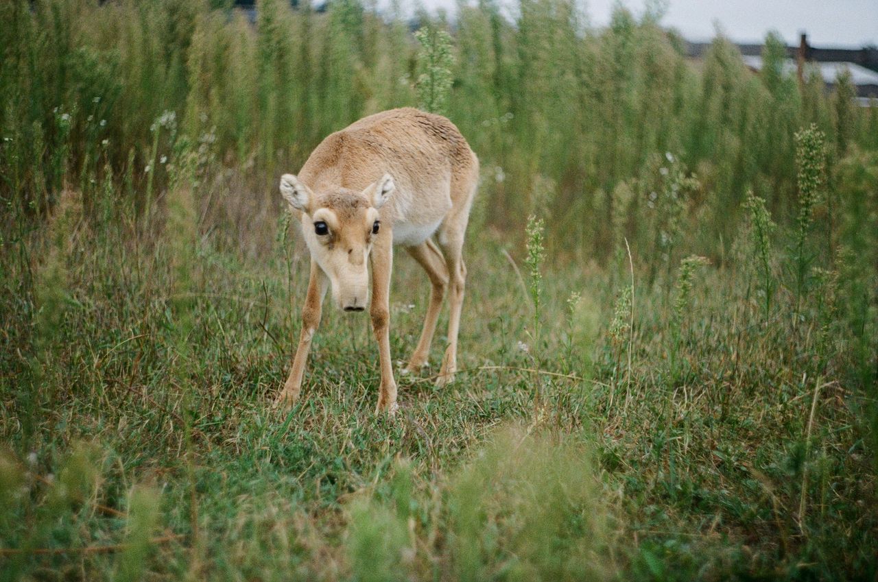 The steppe antelope - saiga - its population has been successfully saved.