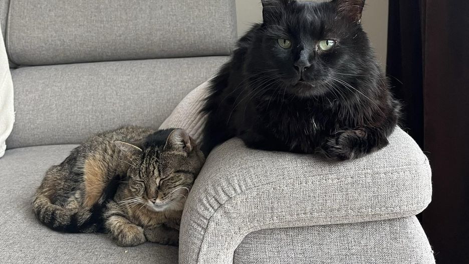 Weterynarze ujawniają. "Niezidentyfikowana choroba" u kotów