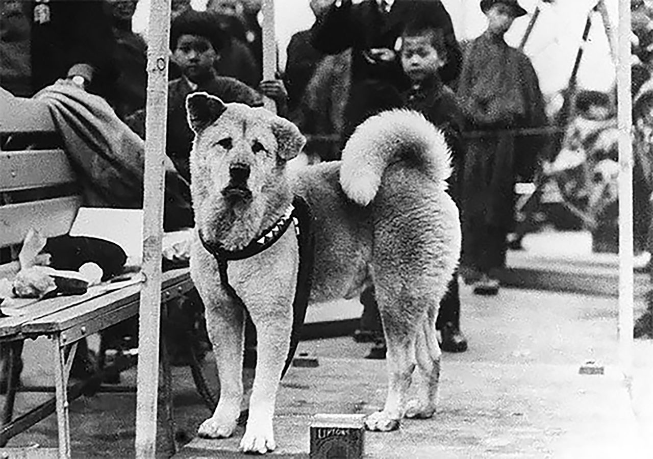 Rzadkie zdjęcia psa Hachiko, który czekał na swojego pana aż do śmierci