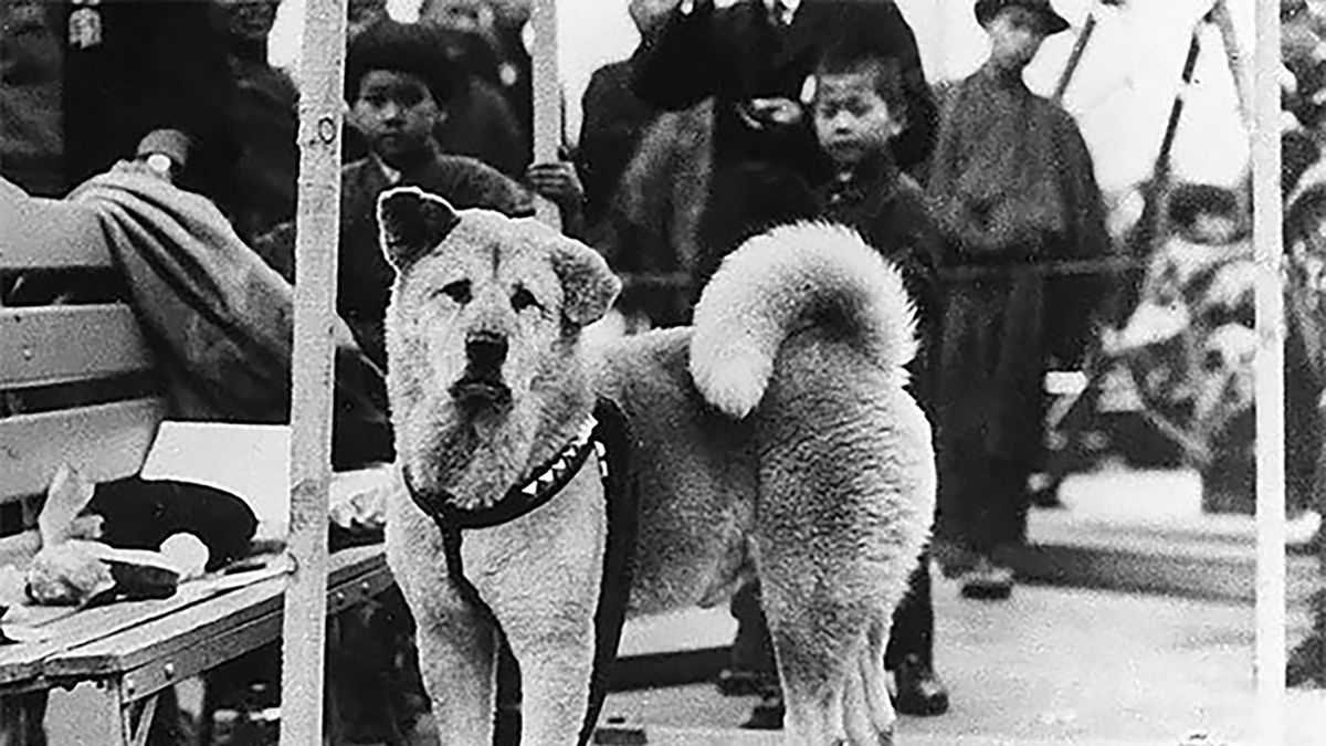 Rzadkie zdjęcia psa Hachiko, który czekał na swojego pana aż do śmierci 1