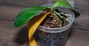 Wrzuć do doniczki. Tylko wtedy storczyk obsypie się kwiatami