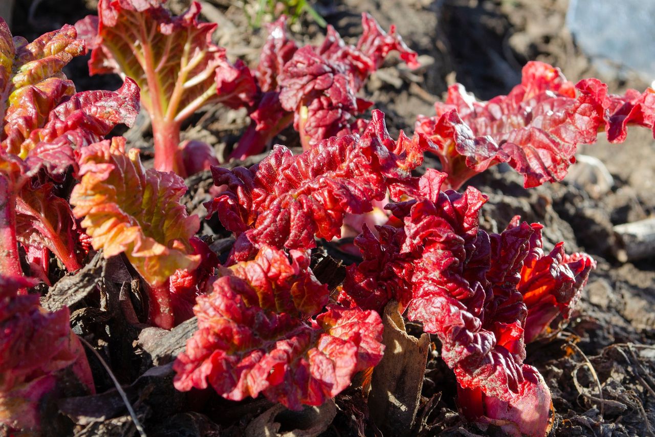 Powoduje ból kości i stawów. Te trzy produkty zawierają go najwięcej