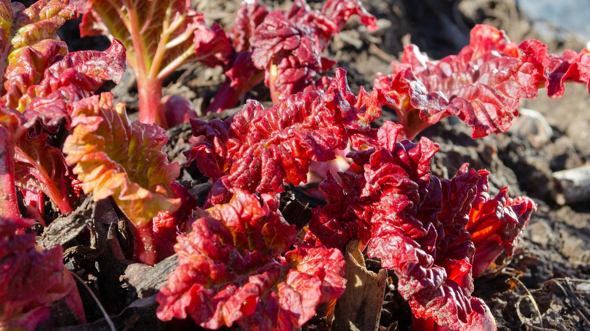 Kwas szczawiowy może poważnie szkodzić zdrowiu