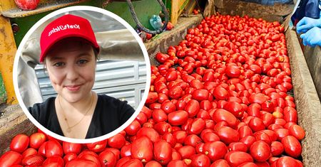 Wskoczyłam na kombajn w Pudliszkach. W tej wsi od wieku powstaje kultowy ketchup