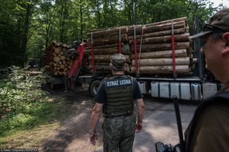 "Utrata tysięcy miejsc pracy". Branża drzewna pisze list do Donalda Tuska