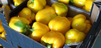 Polscy producenci owoców i warzyw przegrywają z sieciami