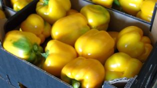 Polscy producenci owoców i warzyw przegrywają z sieciami
