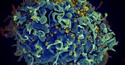 Obiecujące rezultaty testów eksperymentalnej szczepionki przeciwko HIV