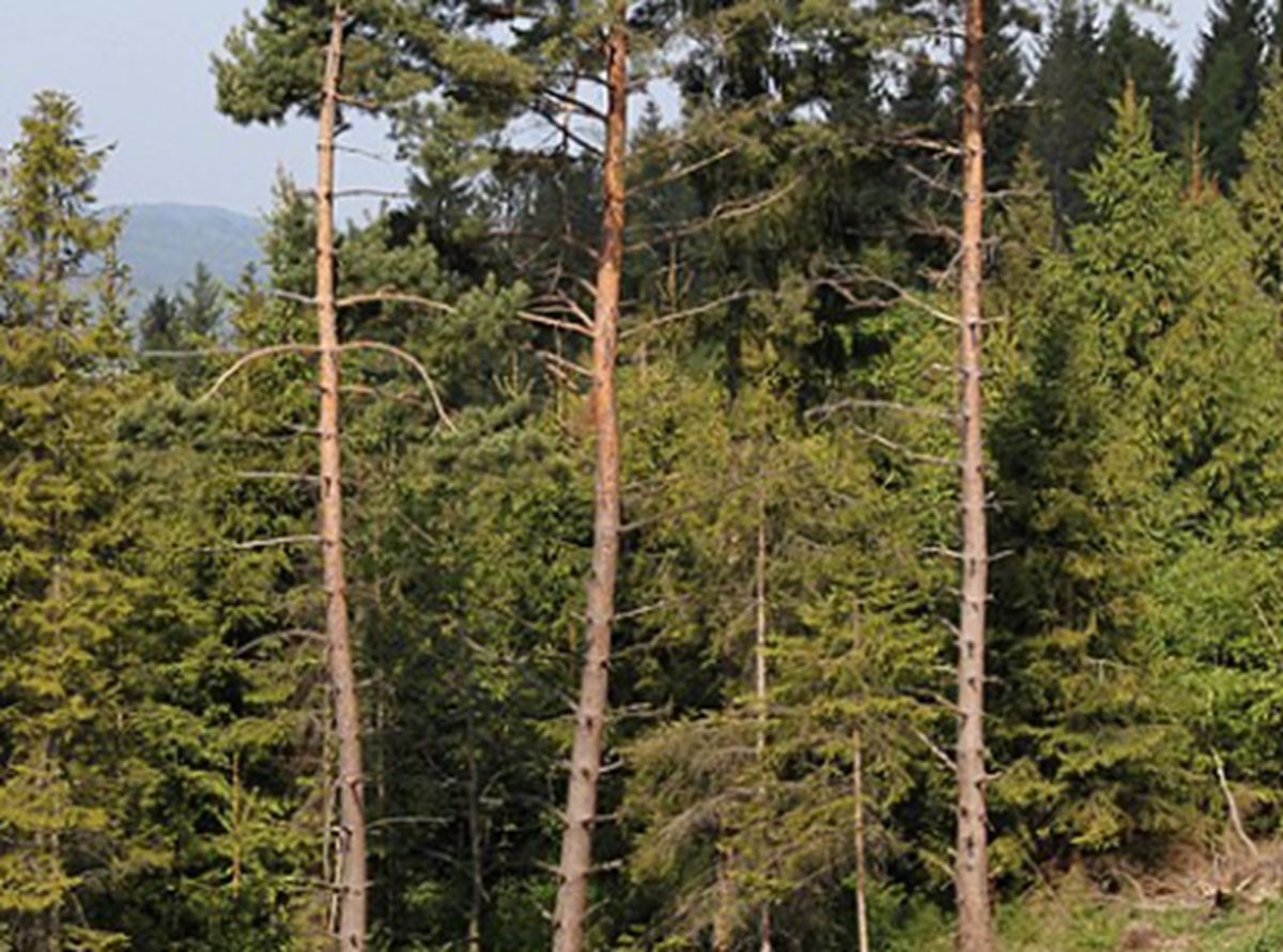 Drzewa wyższe niż 100 lat temu. To zły znak