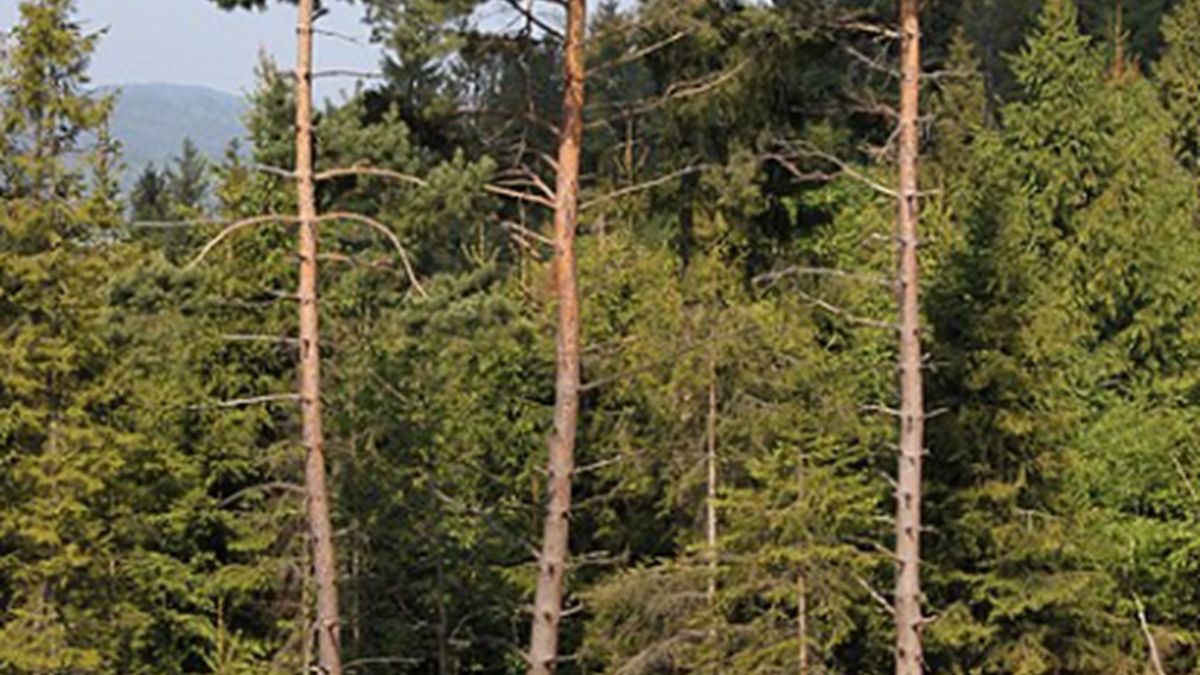 Sosny są obecnie o 8 metrów wyższe niż 100 lat temu.