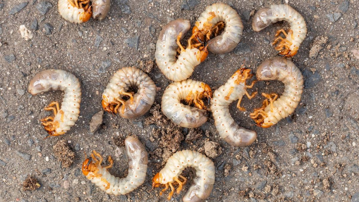 Jak pozbyć się pędraków?