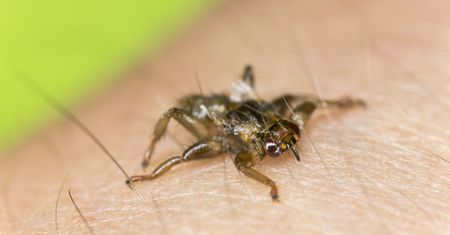 Atakują chmarami. Jedna cecha odróżnia je od kleszczy