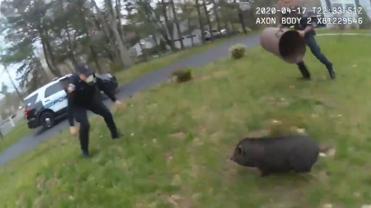 Szalony pościg za świnią