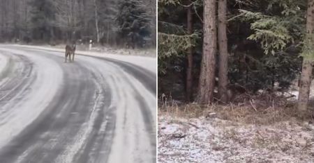 Zobaczył go w Tatrach. Od razu się zatrzymał i zaczął nagrywać